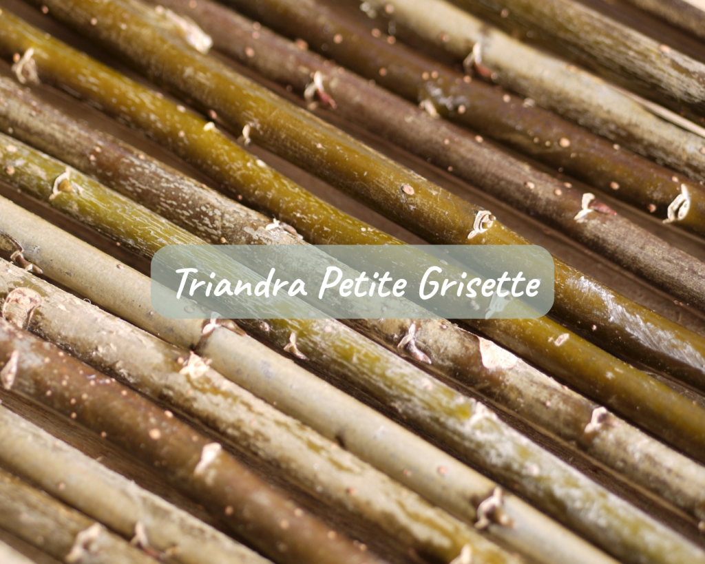 Boutures Triandra Petite Grisette