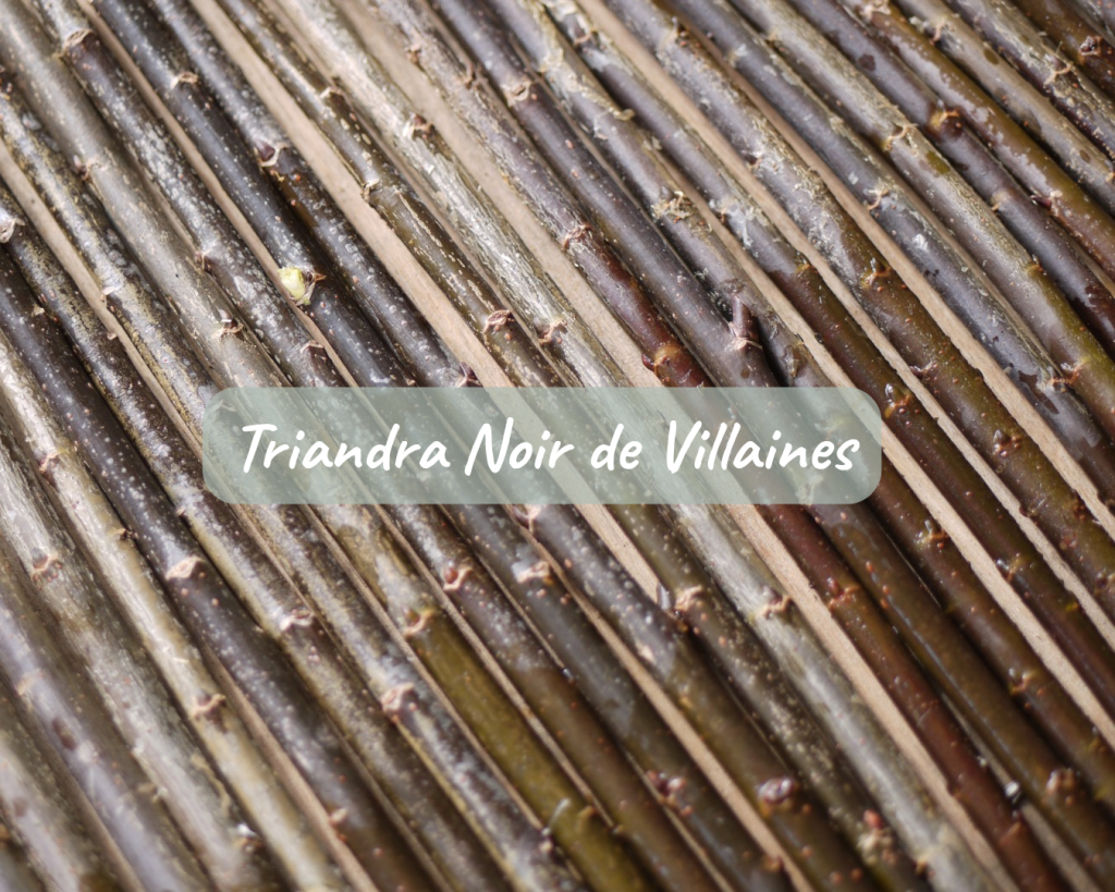 Boutures Triandra Noir de Villaines