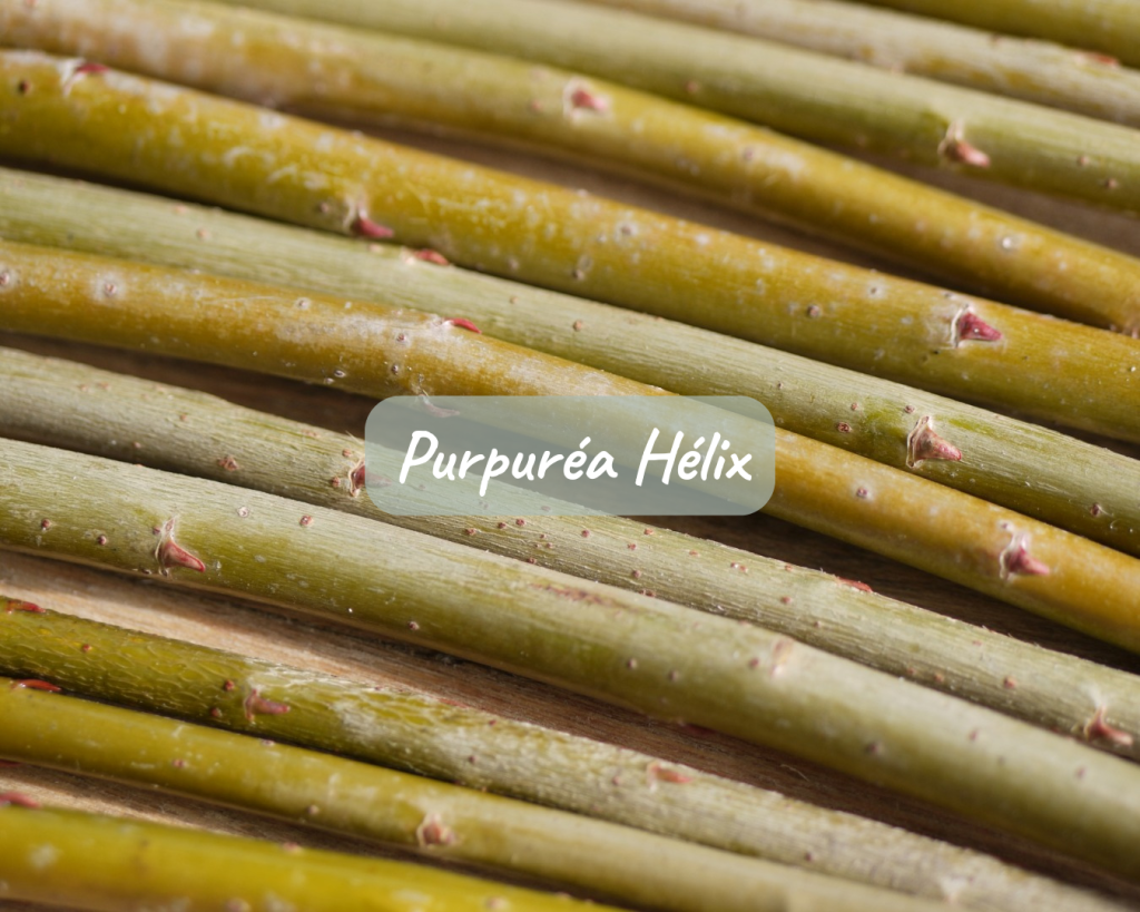 Boutures Purpuréa Hélix