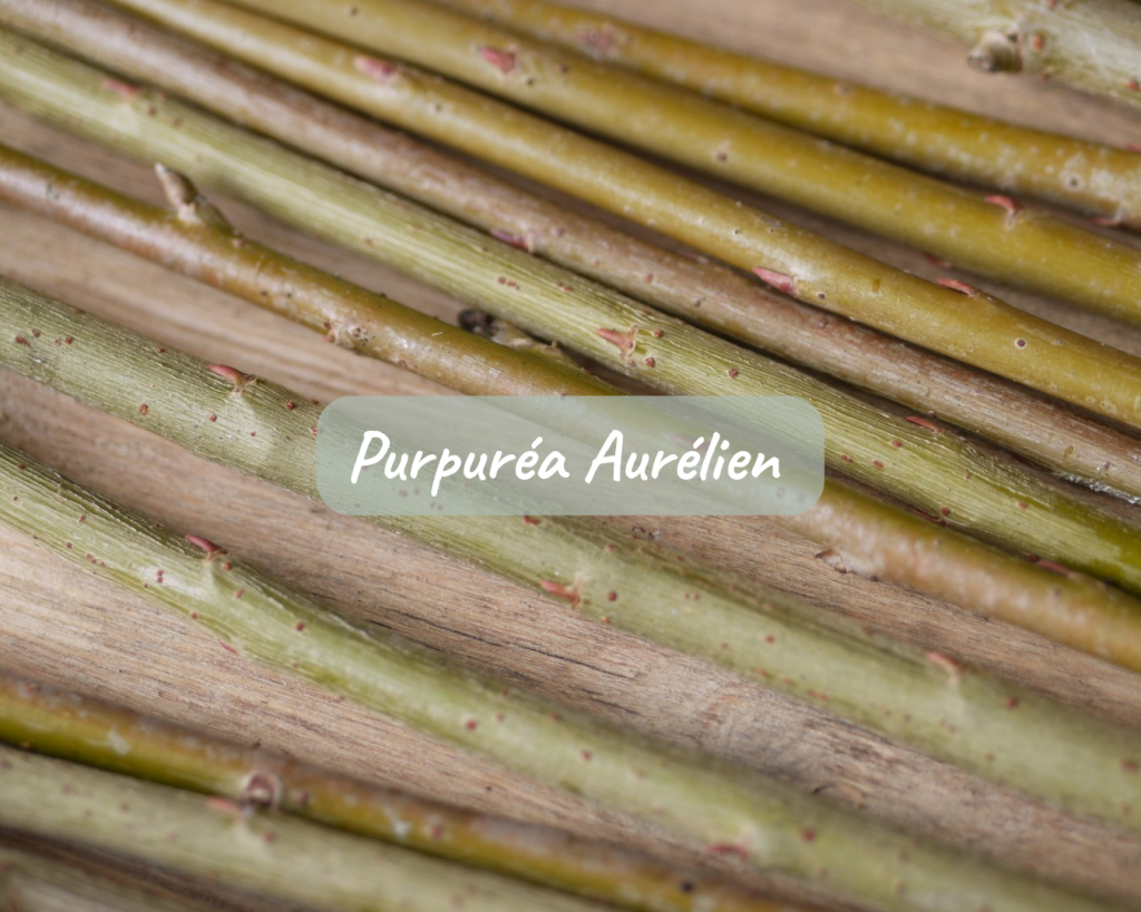 Boutures Purpuréa Aurélien