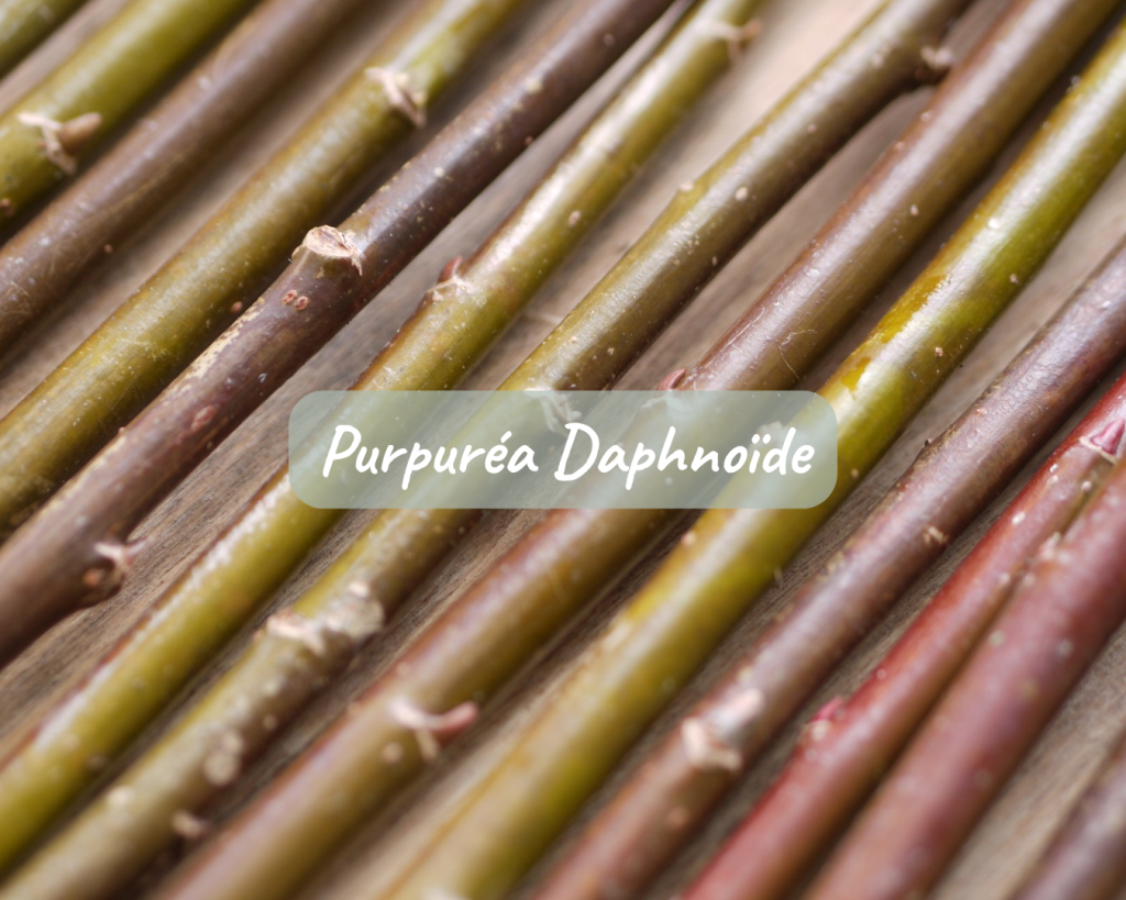 Bouture Purpuréa Daphnoïde