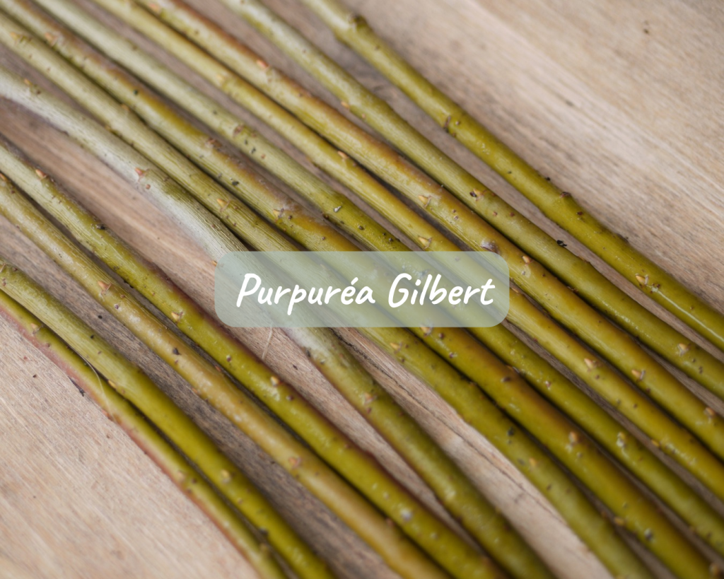 Boutures Purpuréa Gilbert