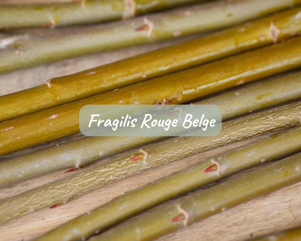 Boutures Fragilis Rouge Belge