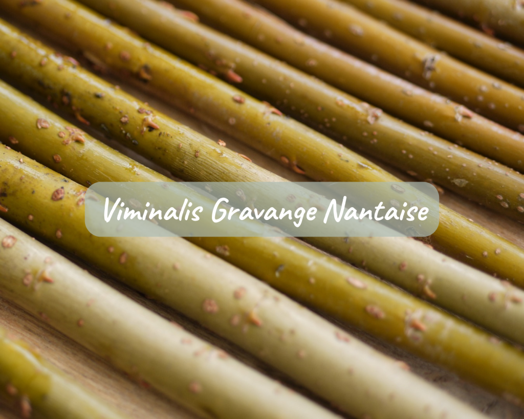 Boutures Viminalis gravange nantaise